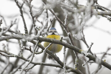 Blaumeise, Cyanistes caeruleus, eine Vogelart der Gattung Cyanistes mit blau gelbem Gefieder, bluetit