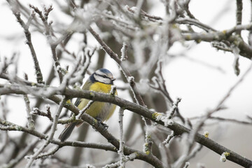 Blaumeise, Cyanistes caeruleus, eine Vogelart der Gattung Cyanistes mit blau gelbem Gefieder, bluetit