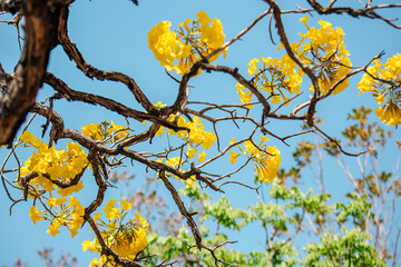 yellow flowers on blue sky