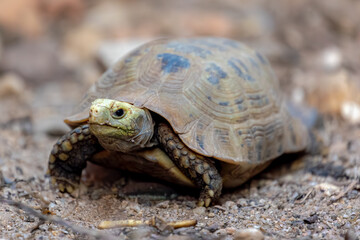 Little young land turtle waking on ground floor, Tortoise are reptiles of the order Testudines characterized by a special bony or cartilaginous shell developed from their ribs and acting as a shield.