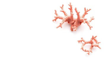 Coral on a white background