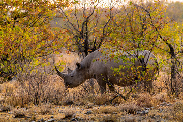 Lateral View of Rhinoceros in Forest, Etosha National Park, Namibia © CA Irene Lorenz