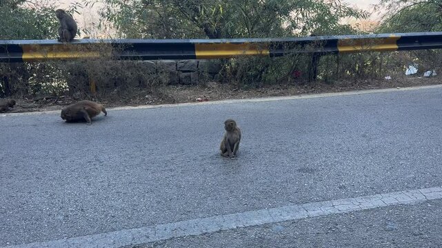 Wild Monkeys(Baboons) with baby on road in daman e koh Monal Islamabad. Baby and adult baboons and monkeys sitting and playing on the road. Rhesus macaque monkey in Margalla hills.