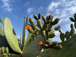 Opuntia ficus-indica cactus succulent plant with vibrant orange flowers close up