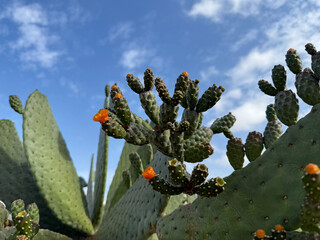 Opuntia ficus-indica cactus succulent plant with vibrant orange flowers close up