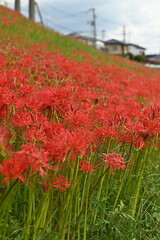 深紅の彼岸花の群生