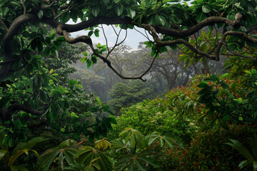 Tropical rain forest with big trees