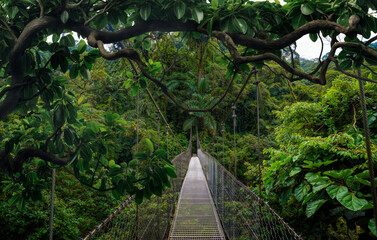 Tropical rain forest with big trees