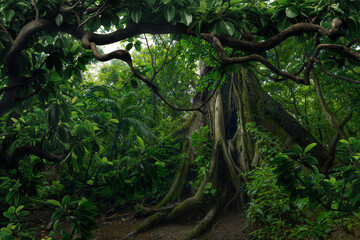 Fototapeta premium Tropical rain forest with big trees
