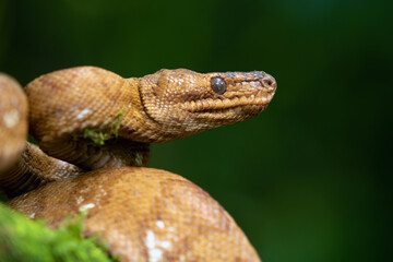Corallus annulatus, known as the ringed tree boa, annulated tree boa, and northern annulated tree boa, portrait.