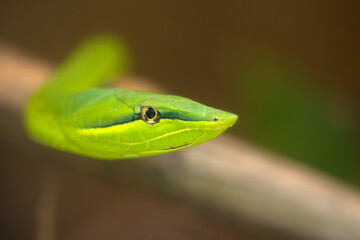 Oxybelis fulgidus, commonly known as the green vine snake or the flatbread snake, portrait.