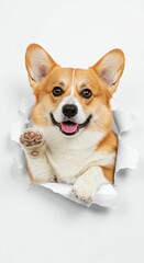 Cute Corgi Breaking Through Torn Paper - Playful and Adorable Dog Illustration