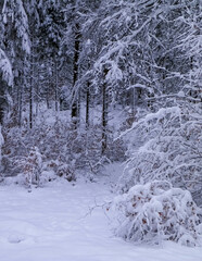 Winter in forest. Snow on trees.