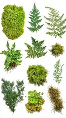 A Captivating Collection of Diverse Moss and Fern Specimens, Displaying the Exquisite Beauty of Nature's Flora