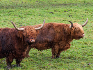 Two Highland Cattle in a Field