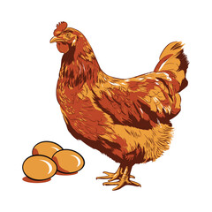 Layer hen with eggs vector image in white background. chickens vector illustration isolated on white background. Male chicken and hen. Farm chantry cock