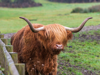 Highland Cattle Feeding on Grass