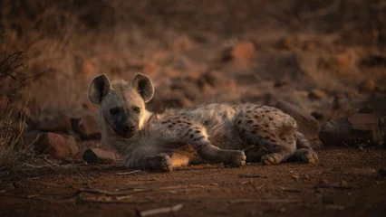 Selbstklebende Fototapeten young hyena enjoying the sun © Terry
