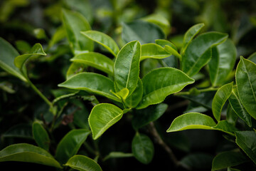 green leaves background