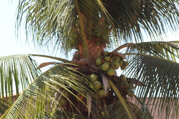 Brazilian coconut tree