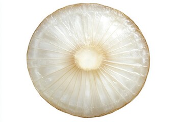 Cross-section of a white onion, showing its concentric rings and texture.