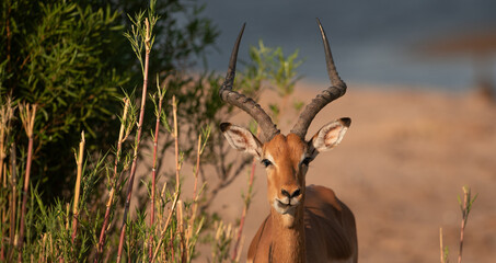male impala at the riverbed