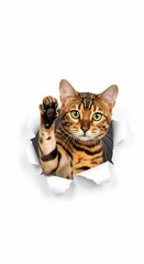 Bengal Cat Peeking Through Torn Paper - Playful and Exotic Feline Charm