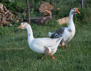 white geese in the grass