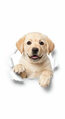 Playful Labrador Retriever Puppy Tearing Through Paper - Studio Isolated Image