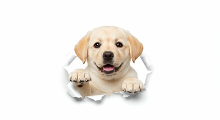 Playful Labrador Retriever Puppy Tearing Through Paper - Studio Isolated Image