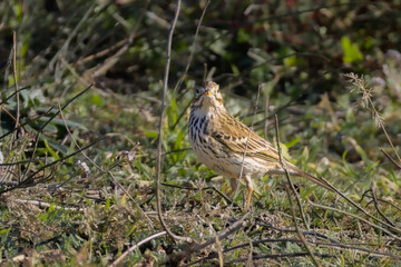 Meadow Pipit in the light of a winter morning