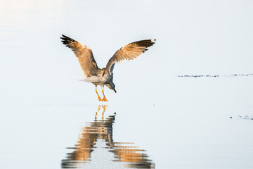 Obraz premium seagull landing on the surface of a pond