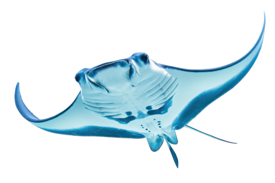 Elegant Blue Manta Ray Isolated on Transparent Background