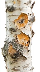 A Detailed Close-up of a Birch Tree Trunk's Textured Bark, Showcasing Nature's Exquisite Design. An Image of Natural Beauty and Organic Patterns.