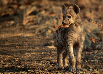 young hyena