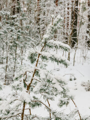 Pine tree branches covered with snow, seasonal Christmas background
