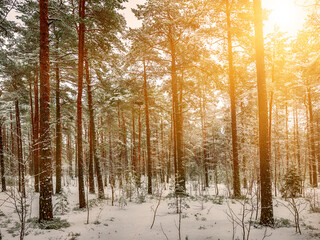 Forest in Estonia, covered with snow. Winter seasonal landscape