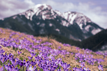 Dolina Chocholowska with blossoming purple crocuses or saffron flowers,Tatra mountains, Poland. © Roxana