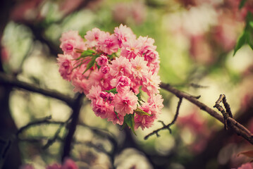 Sakura flowers blooming, spring seasonal Easter background
