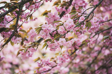 Sakura flowers blooming, spring seasonal Easter background