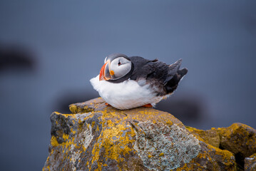 Single atlantic puffin in Iceland, animal outdoor background
