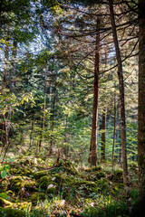 Tara National Park, Serbia