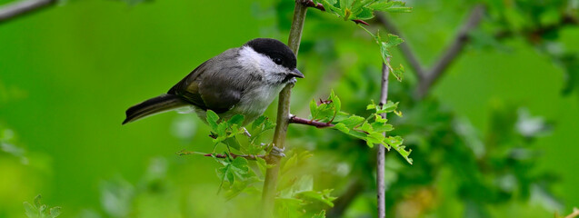 Obraz premium Sumpfmeise // Marsh tit (Poecile palustris) 