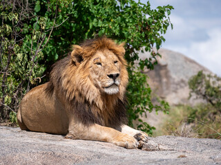 Magnificent, deeply relaxed lion having his midday siesta on a rock in the Serengeti.