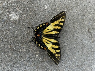 butterfly on the ground