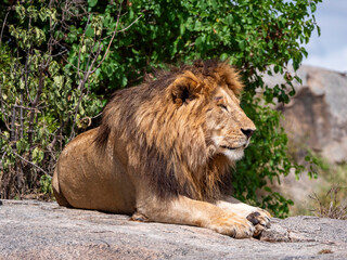 Magnificent, deeply relaxed lion having his midday siesta on a rock in the Serengeti.