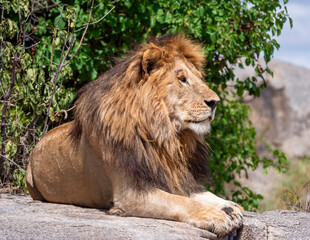 Magnificent, deeply relaxed lion having his midday siesta on a rock in the Serengeti.
