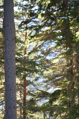Beautiful background photo of a sunny coniferous forest.
