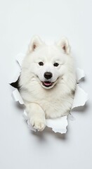 Majestic Samoyed Dog Peeking Through Torn Paper - Fluffy White Spitz Breed