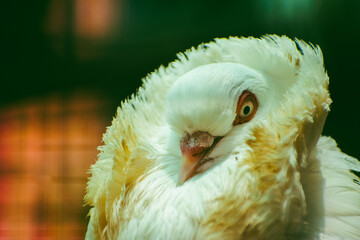 Close-up of a white fancy jacobin pigeon with a feathered ruff